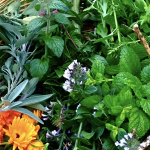 Create your own herbal physic garden