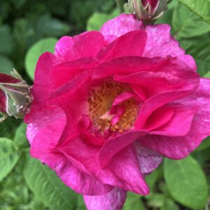 Organic Rose Hydrosol 60ml