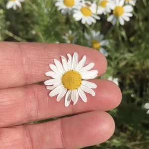 Organic Chamomile Hydrosol