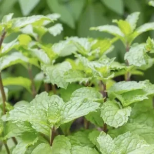 Organic Peppermint Hydrosol