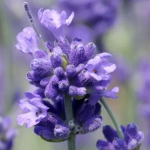 Organic Lavender Hydrosol