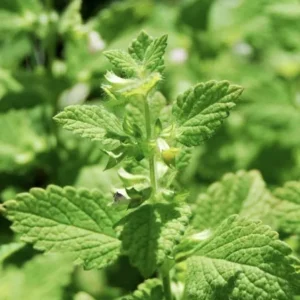 Organic Lemon Balm Hydrosol 60ml